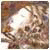 259_41.gif